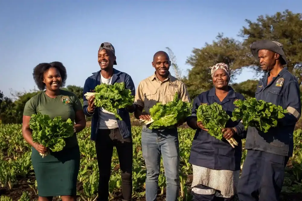 Young and experienced farmers holding fresh Swiss chard in the field