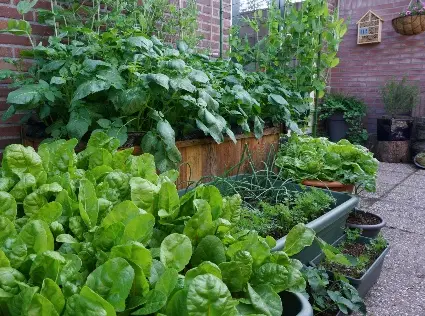 Leafy vegetables growing in a small backyard garden