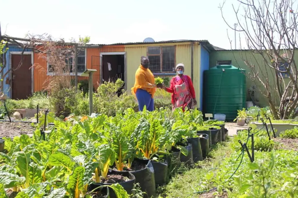 Women tending a thriving vegetable garden beside their home