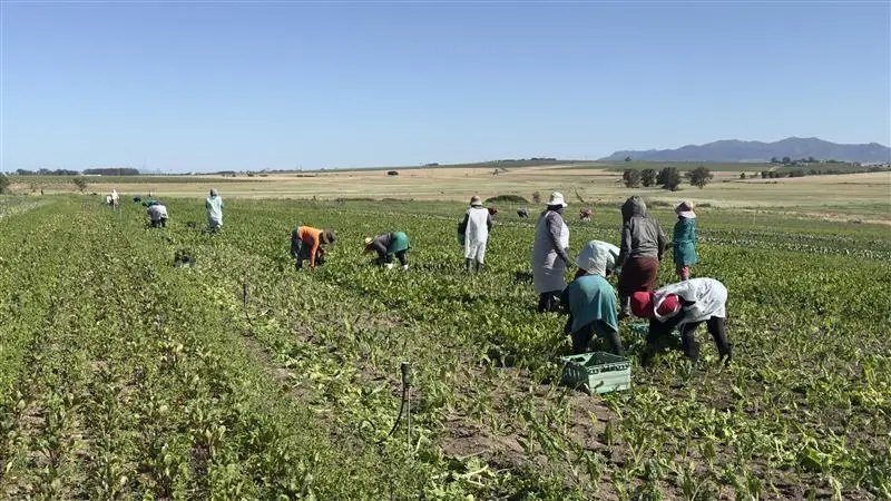 Farm workers tending rows of crops on a large private farm