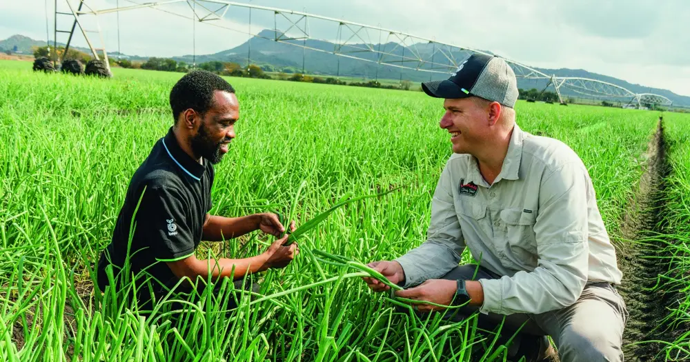 Two farmers inspecting a green crop together in the field